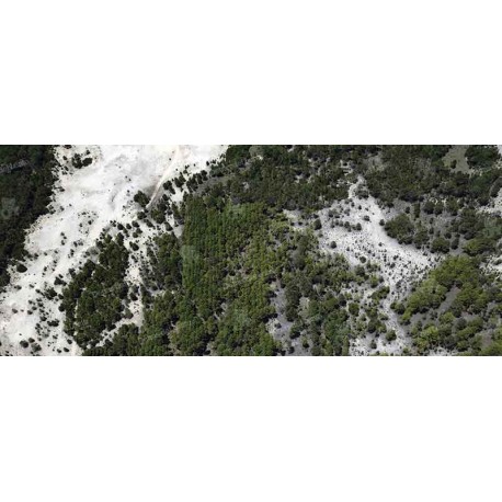 Bosques de Pinos en Rocha, vista aérea