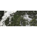 Bosques de Pinos en Rocha, vista aérea
