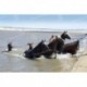 Cruzando botes de pesca con caballos