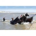 Cruzando botes de pesca con caballos