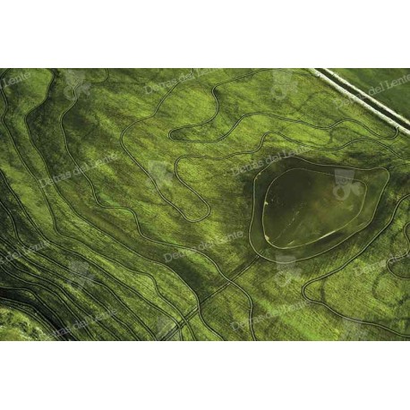 Plantíos de Arróz en Rocha