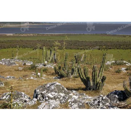 Montes psamófilos de Rocha