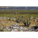 Montes psamófilos de Rocha