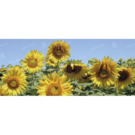 Plantaciones de Girasol en Rocha