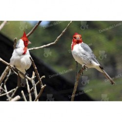 Pájaros de Rocha