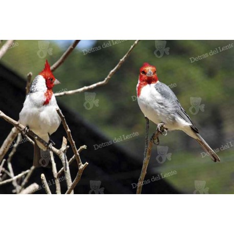 Pájaros de Rocha