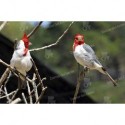 Pájaros de Rocha