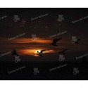 Gaviotas a la puesta del sol