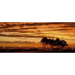 Atardecer con pinos sobre la mansa en panorámica