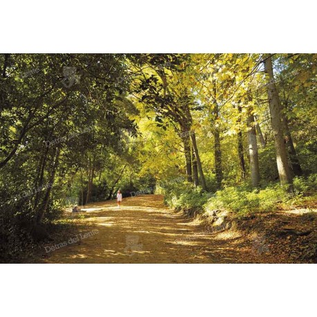 Camino sobre Alboretum Lussich