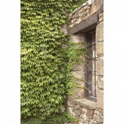 Construcción histórica Alboretum Lussich