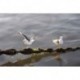 Gaviotas sobre un amarre