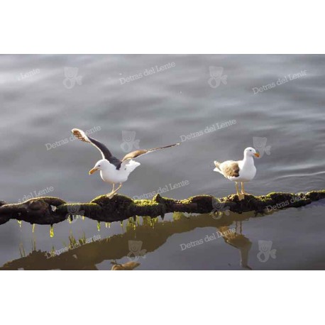 Gaviotas sobre un amarre