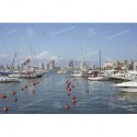 Yates en el Puerto de Punta del Este