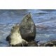 Lobos sobre las rocas