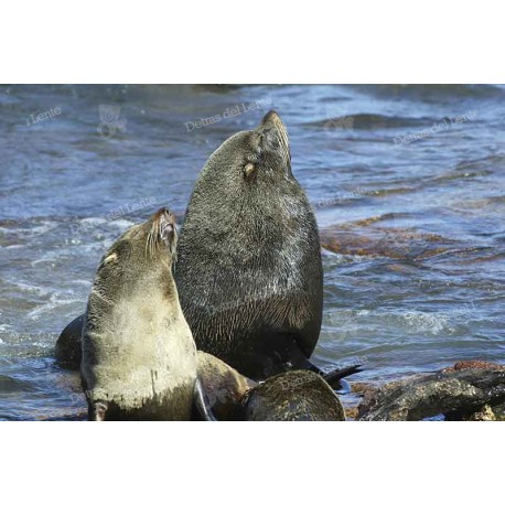 Lobos sobre las rocas