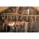 Los recados para caballos