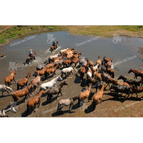 Arreando caballos en el tajamar