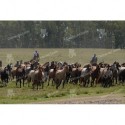 Arreando caballos