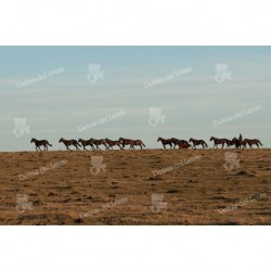 Caballería sobre la loma