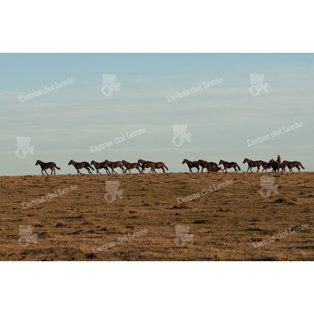 Caballería sobre la loma