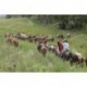 Arreando caballos en el campo
