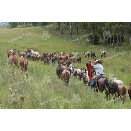 Arreando caballos en el campo