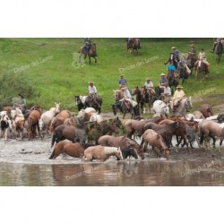 Arreando caballos en el tajamar