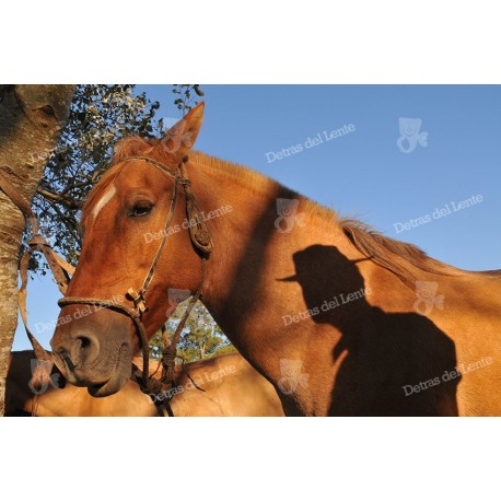 Sombra de gaucho sobre caballo