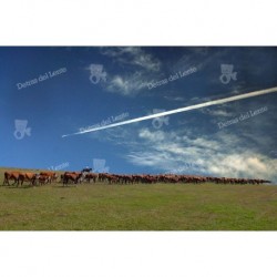 Avión sobre el campo de ganado