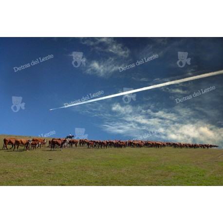 Avión sobre el campo de ganado